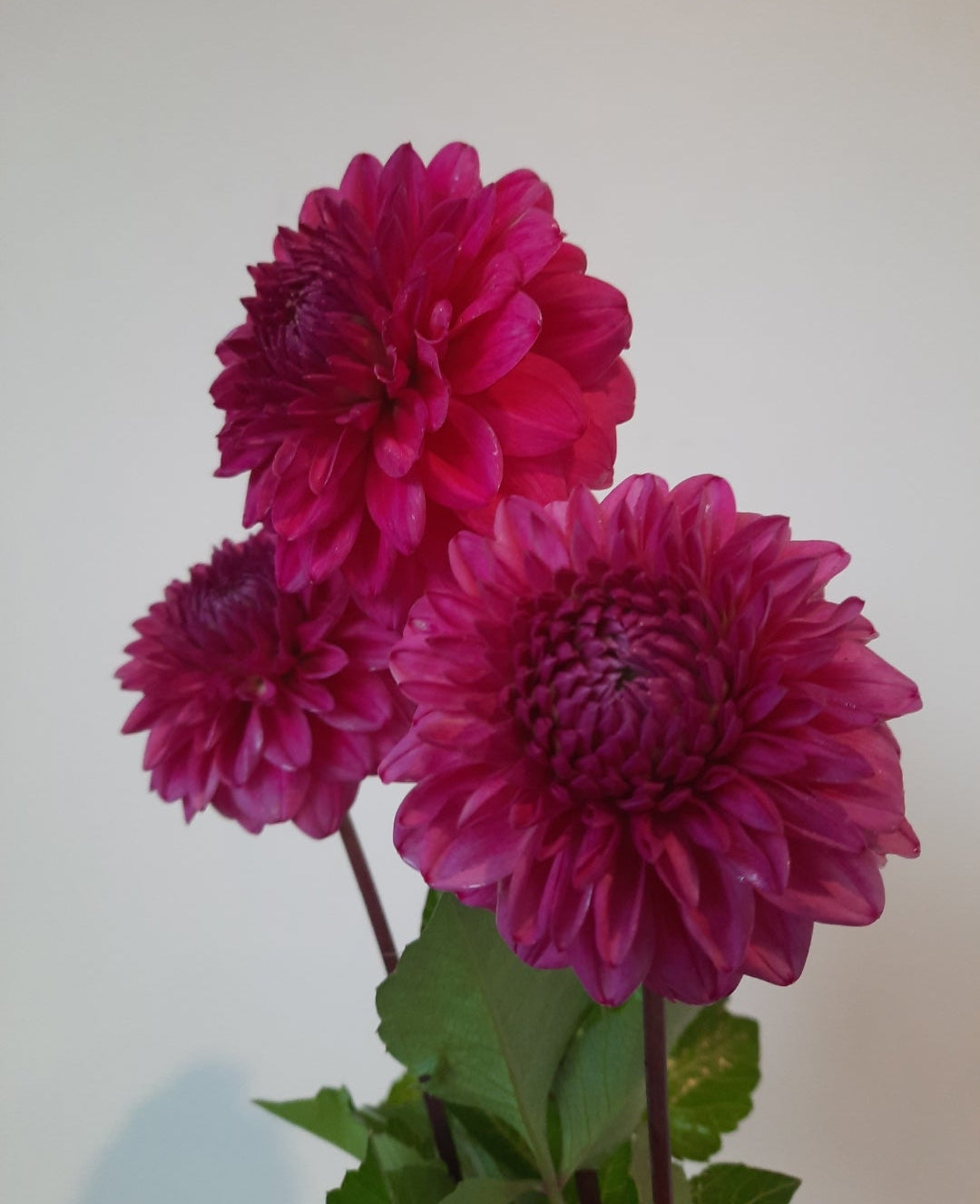 Cliffs Pink