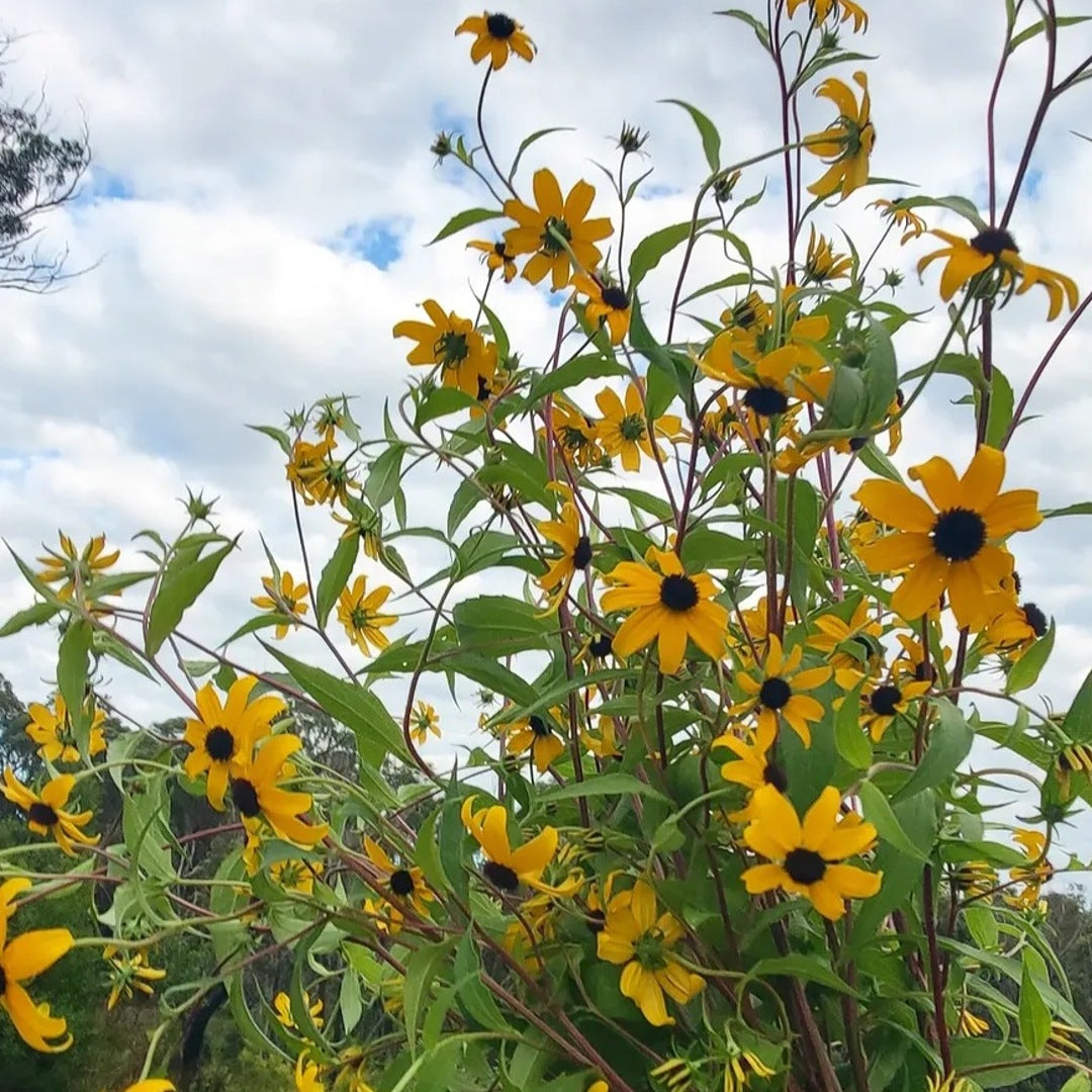 Rudbeckia triloba