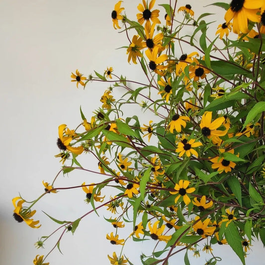 Rudbeckia triloba