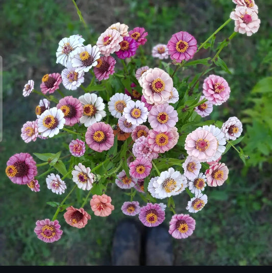 Zinnia 'Pastel Farm Mix'