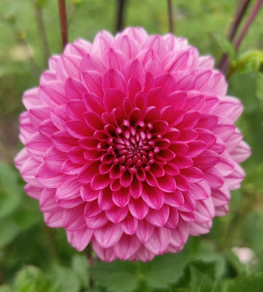 Cliffs Pink