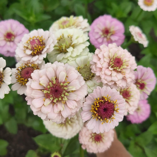 Zinnia 'Pastel Farm Mix'