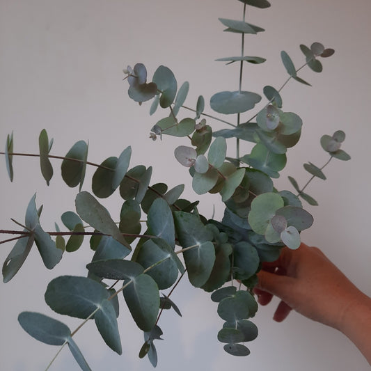 Eucalyptus cinerea 'Silver Dollar Gum'