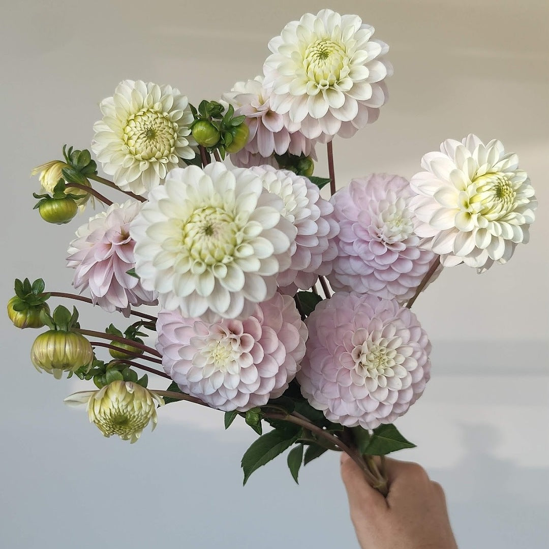 Florelie Cowrie