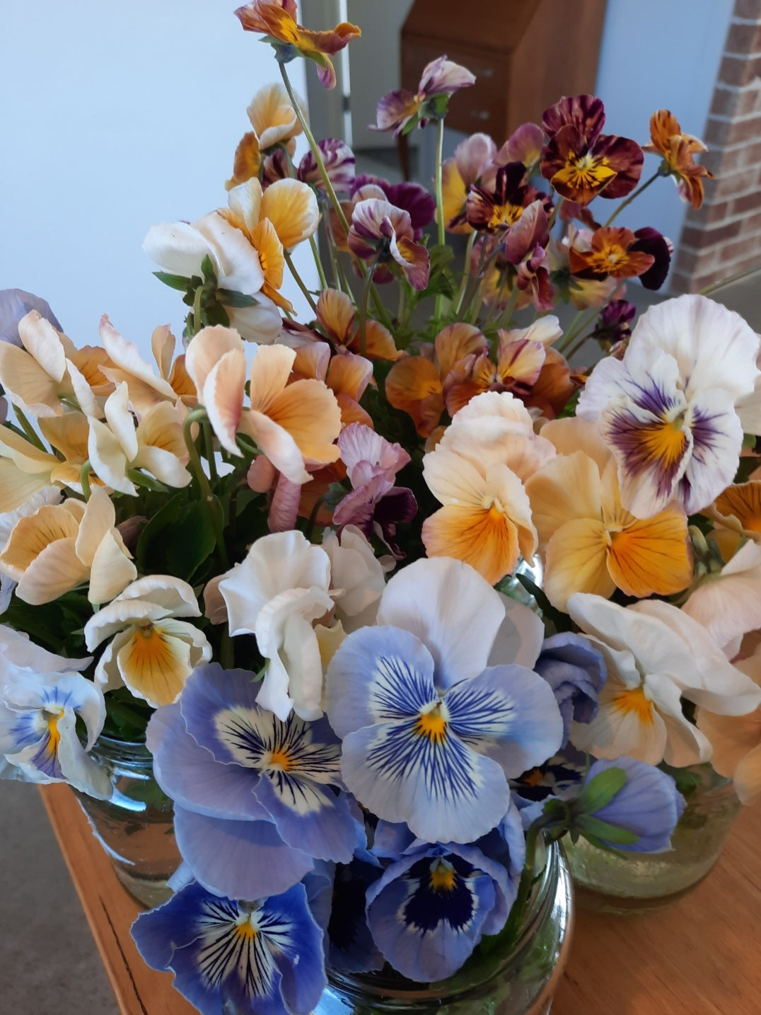 Pansy 'Cats Marina'