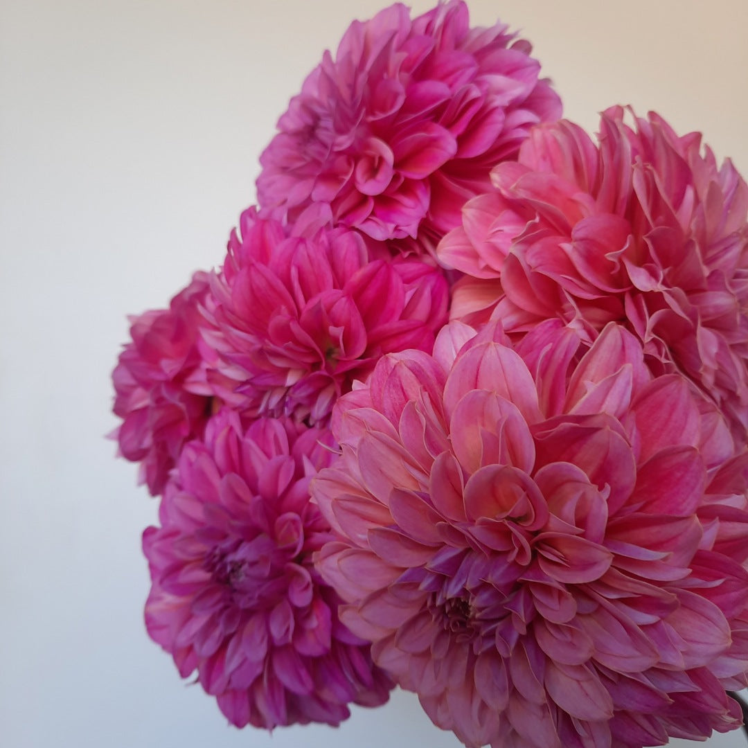 Lileah Pink Petticoats