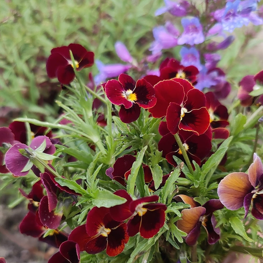 Viola 'Arkwright Ruby'