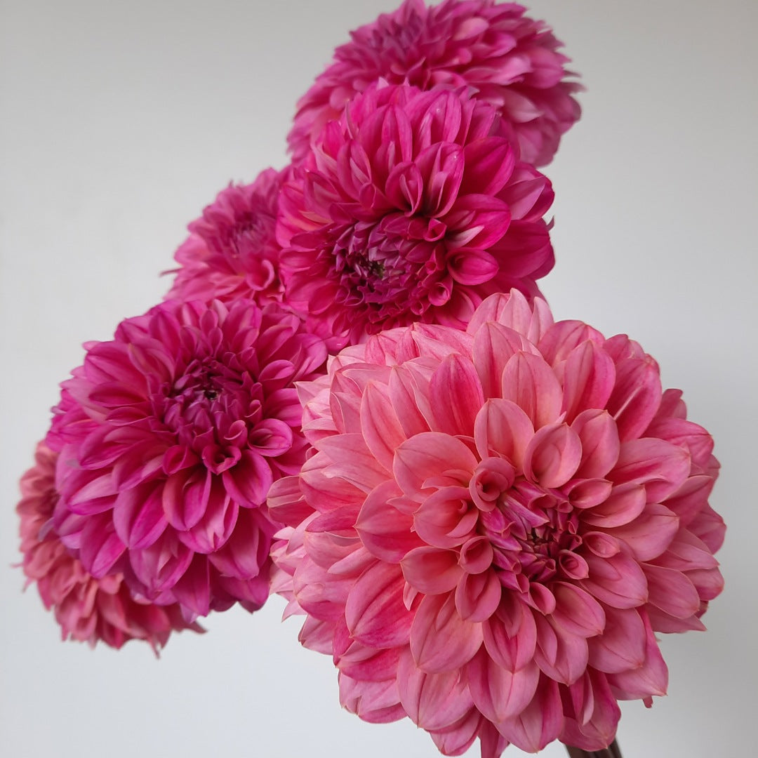 Lileah Pink Petticoats